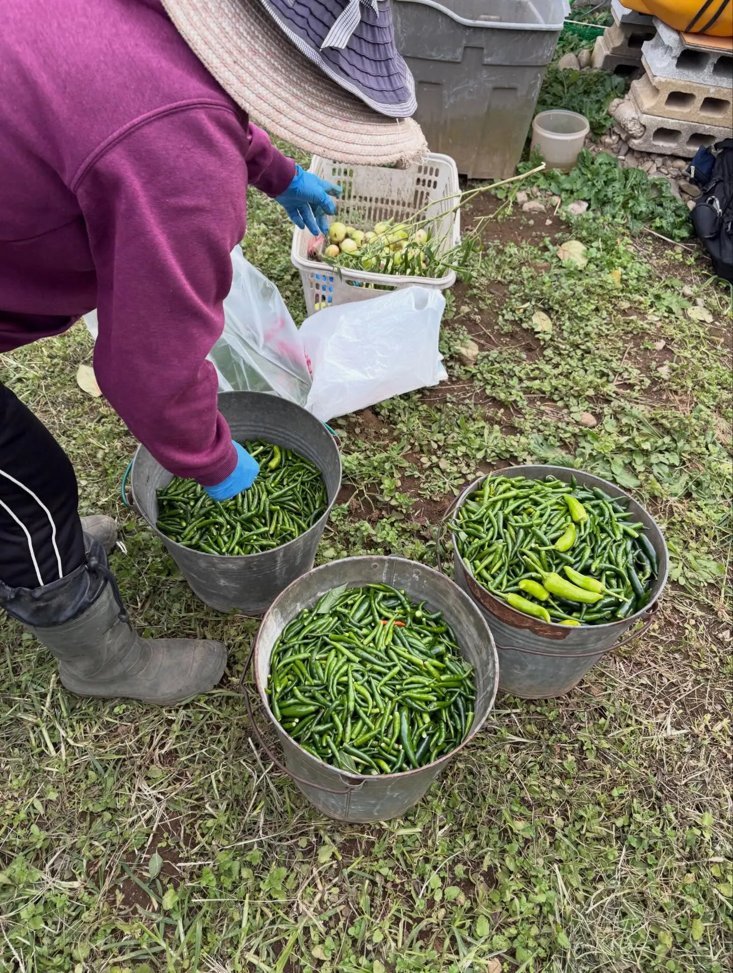【冬の夜に、手仕込みの温もりを。